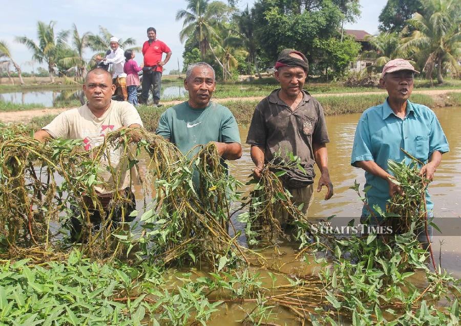 Around 20 padi farmers in Kampung Alor Ali and Kampung Tok Pauh here are crying foul over irrigation channels that have been clogged since the past five years. NSTP/WAN NABIL NASIR