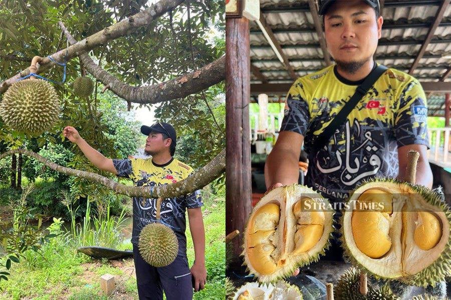 Chu Tiah Durian Orchard manager Ahmad Luqman Hakim Nor Azlan, 34, said production of Musang King and Black Thorn, two of the most expensive varieties on the market, plunged by almost 50 per cent. NSTP/ADIE ZULKEFLI