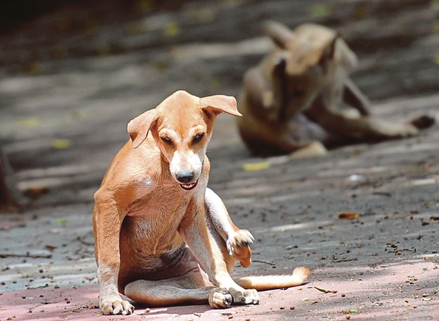 Residents in fear of stray dogs | New Straits Times | Malaysia General