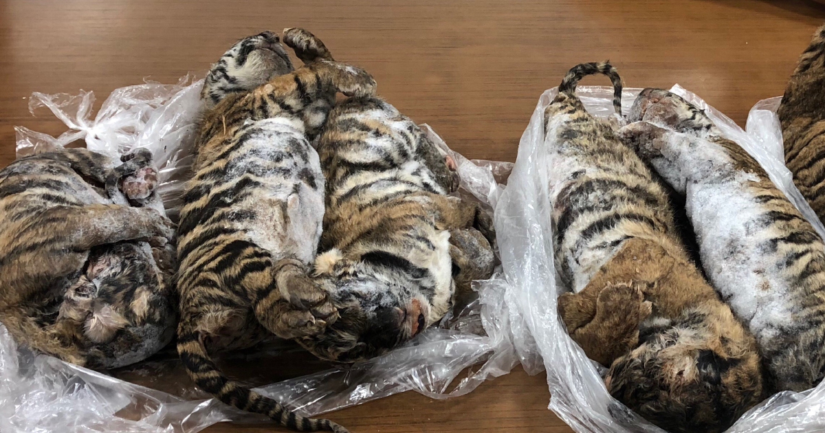 Horror as five frozen tigers discovered in Vietnamese man's FREEZER with  their organs missing - World News - Mirror Online