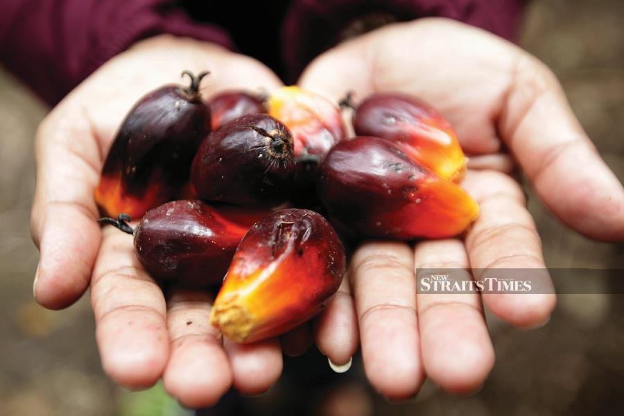 Agrico Qatar interested in crude palm oil supply from M'sia - PM | New ...