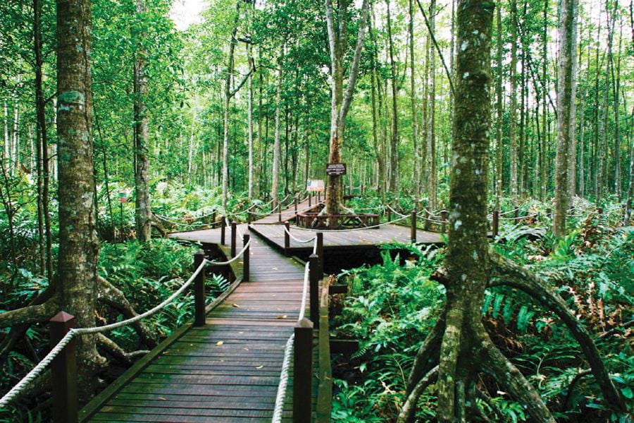 The 40,000ha Matang mangrove forest in Taiping, Perak, is one of the world’s best-managed sustainable mangrove ecosystems and home to numerous mammals and bird and fish species, and river dolphins.