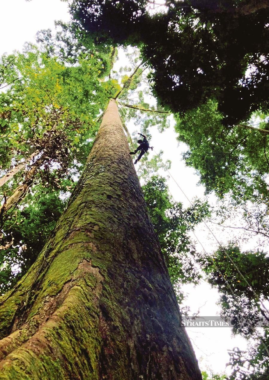 Southeast Asia Rainforest Research Partnership research assistant Jamiluddin Jami (right) taking a selfie with his teammate while climbing a tree in the Danum Valley Conservation area in Lahad Datu. 