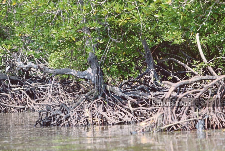Malaysian Mangroves