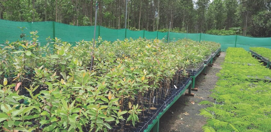 The community farming project involving the cultivation of eucalyptus has started in Batu Kikir, Negri Sembilan.