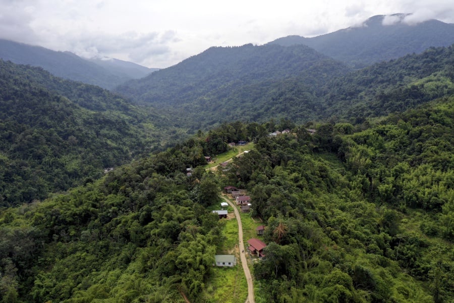 Environmental group RimbaWatch, in a statement, estimated that Malaysia’s forest cover could decrease to 15,636,737 ha, or 47 per cent of the total land area in the future.