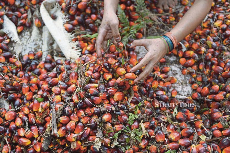 This picture taken shows a worker handling palm oil seeds at a plantation area  (Photo by ADEK BERRY / AFP)