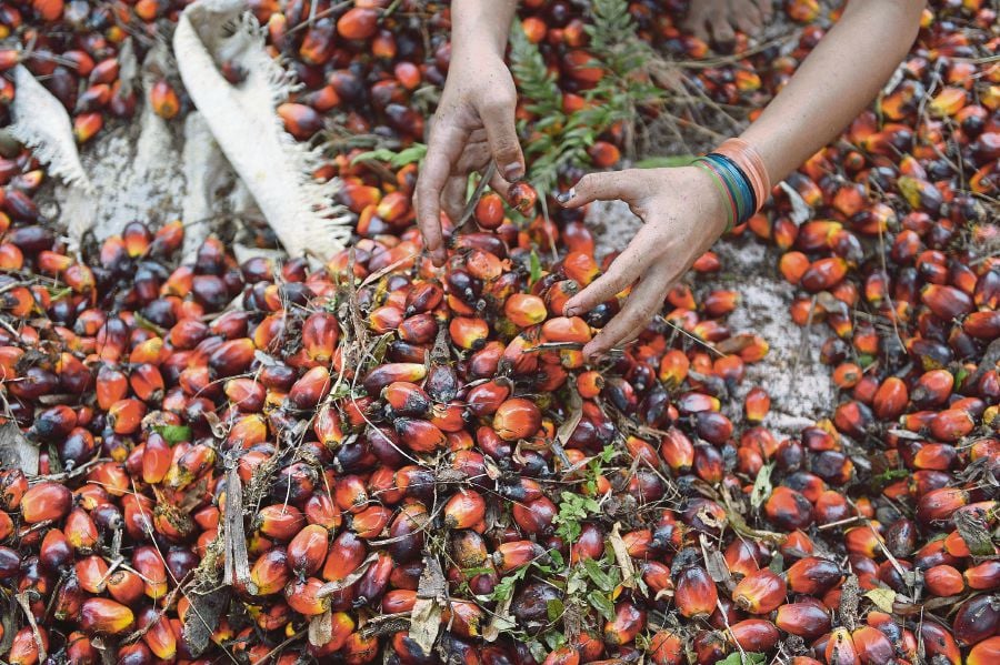 MPOB ramps up R&D on oil palm seedlings to boost oil palm production ...