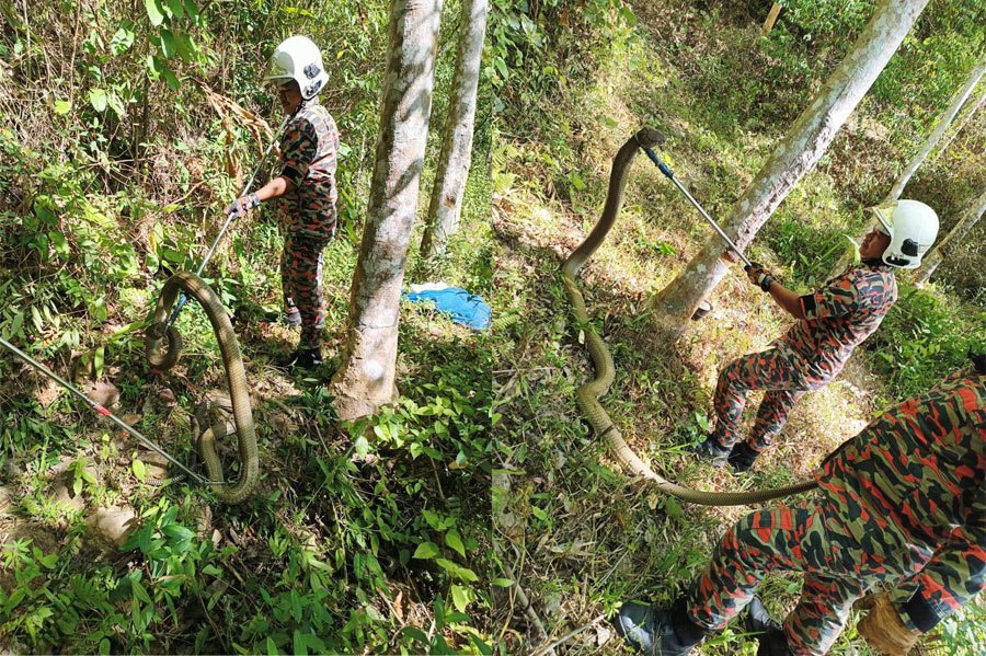 The Fire and Rescue Department today managed to capture a 12-foot-long King Cobra in a rubber plantation near Felda Bukit Tangga, Bukit Kayu Hitam here today. PICS COURTESY OF FIRE AND RESCUE DEPARTMENT