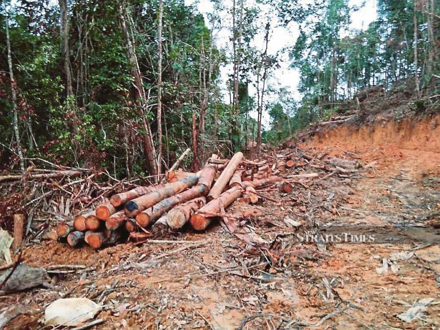 From 2002 to 2022, 2.85 million hectares of primary forest were lost, accounting for more than 33 per cent of the nation’s tree cover loss during that time. - NSTP file pic