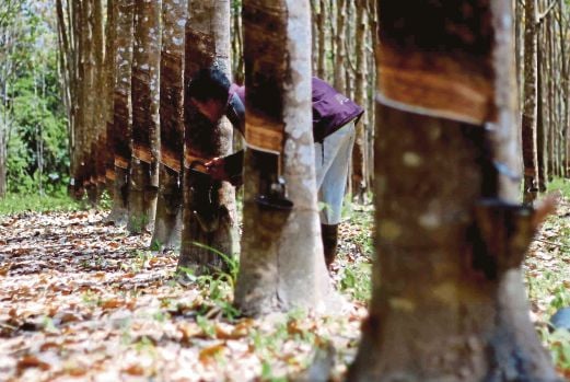 A rubber tapper working in Kampung Padang Kerasak near Padang Terap, Kedah. Natural rubber smallholders in the country are always at the mercy of world rubber prices. 