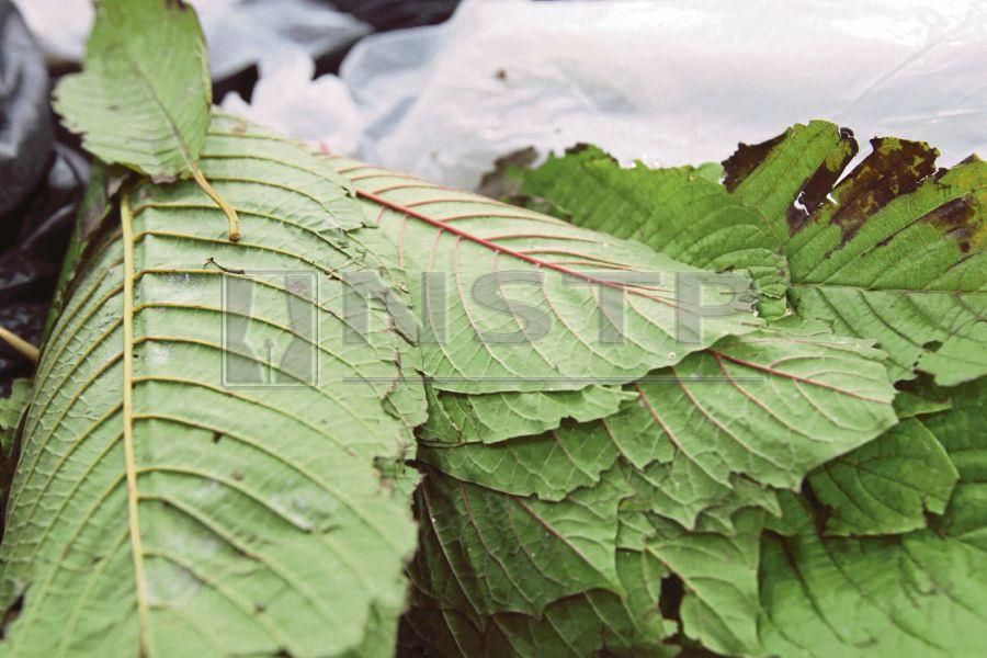Ketum leaves