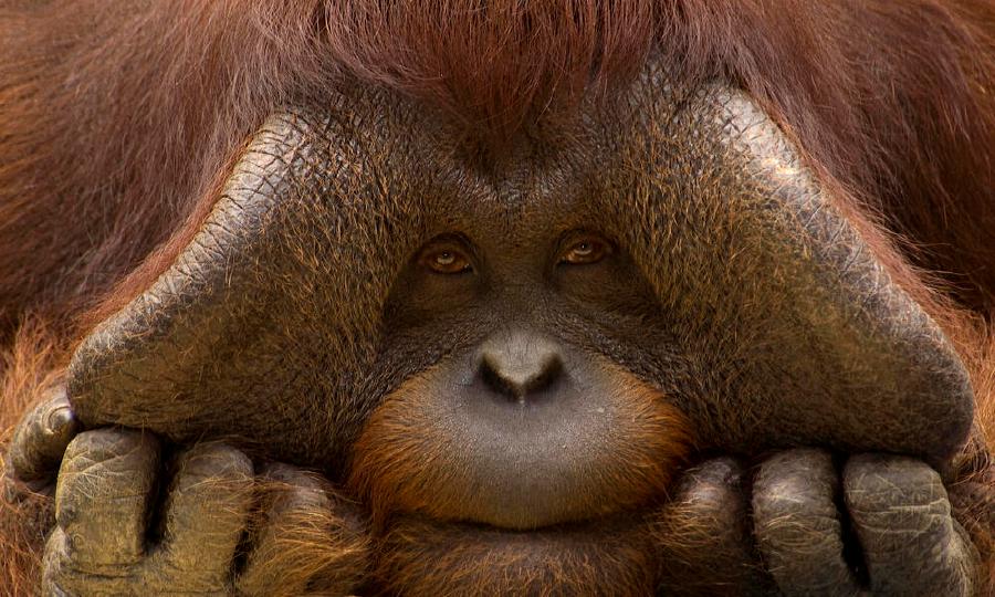 Close up face portrait of male orangutan. - File pic credit (World Wildlife Fund)