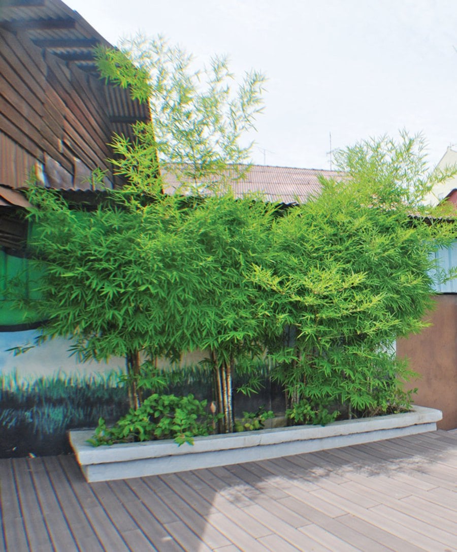 Concrete barriers with clumps of bamboo can be created in any garden, big or small.