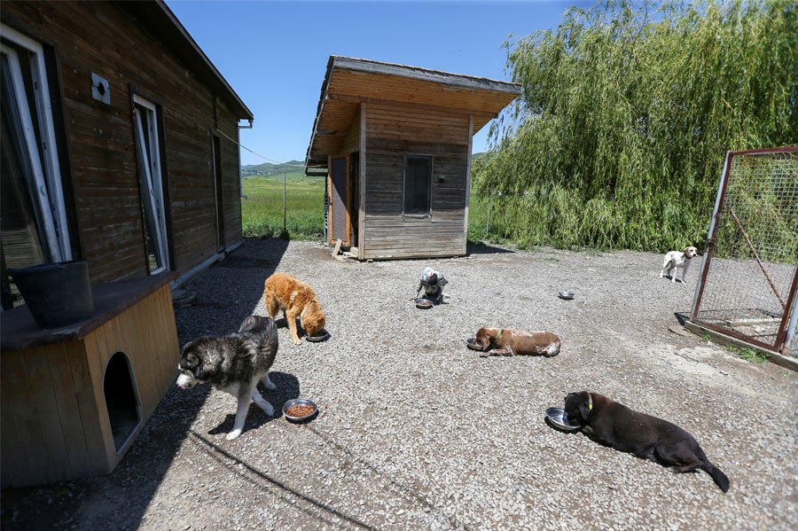 Dogs are seen in the courtyard of Sara Kemecsei's animal shelter, which solicits small donations mostly from abroad and may be impacted by the 'foreign agents' law, in Tbilisi, Georgia, May 27, 2024. REUTERS PIC