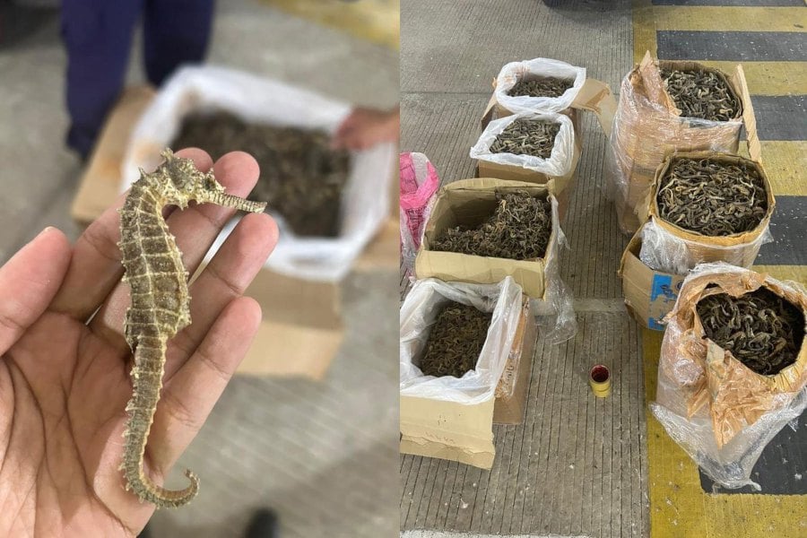 The Malaysian Quarantine and Inspection Services Department (Maqis) has foiled an attempt to smuggle 90kg of seahorses valued at about RM180,000 to Thailand via the Bukit Kayu Hitam border checkpoint. PICS COURTESY OF MAQIS