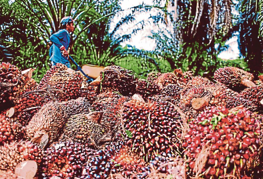 THE time is ripe for Malaysian palm oil producers to seize the untapped the potential found in the biomass industry, which is set to be a game-changer for the country in the coming years. KHIS/LUQMAN HAKIM ZUBIR