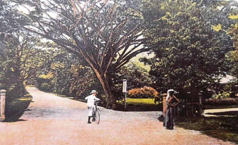 How Penang Botanic Gardens Took Root