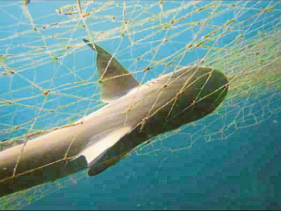 A black tip reef shark entangled and killed by a drifting ghost net. PIC COURTESY OF REEF CHECK MALAYSIA