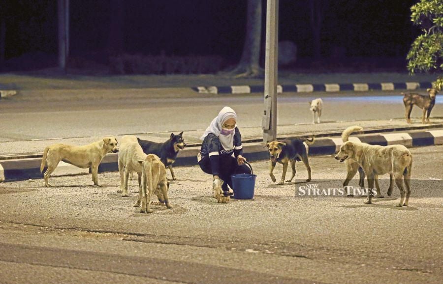 x-clown single mum feeds strays | New Straits Times | Malaysia General ...