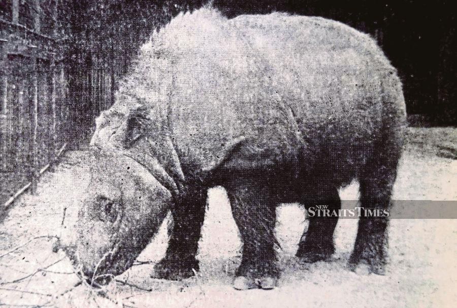 Subur, a female Sumatran rhinoceros, lived at the Copenhagen Zoo from 1959 to 1972. 