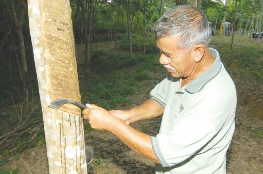  Though rubber smallholders supply the raw materials for manufacturing, they have no stake in these lucrative businesses. 