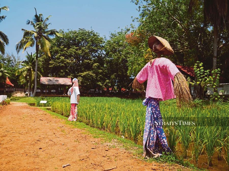 The lush padi fields are complete with colourful scarecrows and traditional wooden shelters. 
