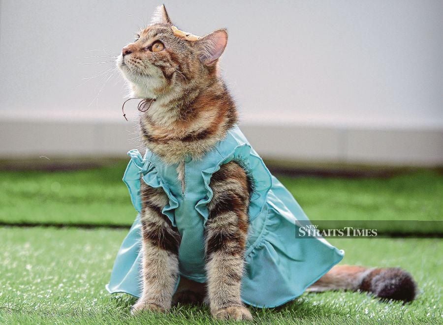 According to experts, pet owners should refrain from dressing up their cats as it can elevate their anxiety levels. - NSTP file pic