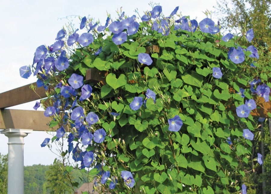 The perfect green curtain for the outdoors, the morning glory with vivid flowers lends colour to the cool ambience. 