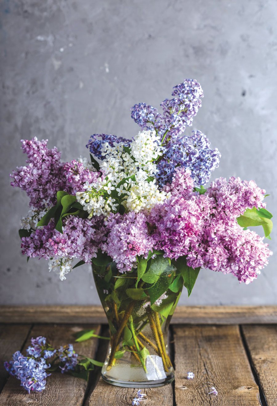 You can mix almost any lilacs together for a harmonious show.