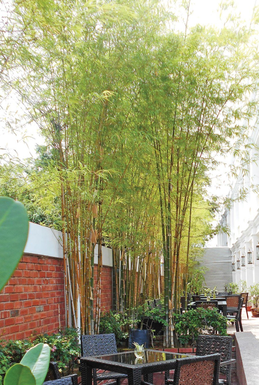 Bamboo plants are popular in contemporary outdoor decor.