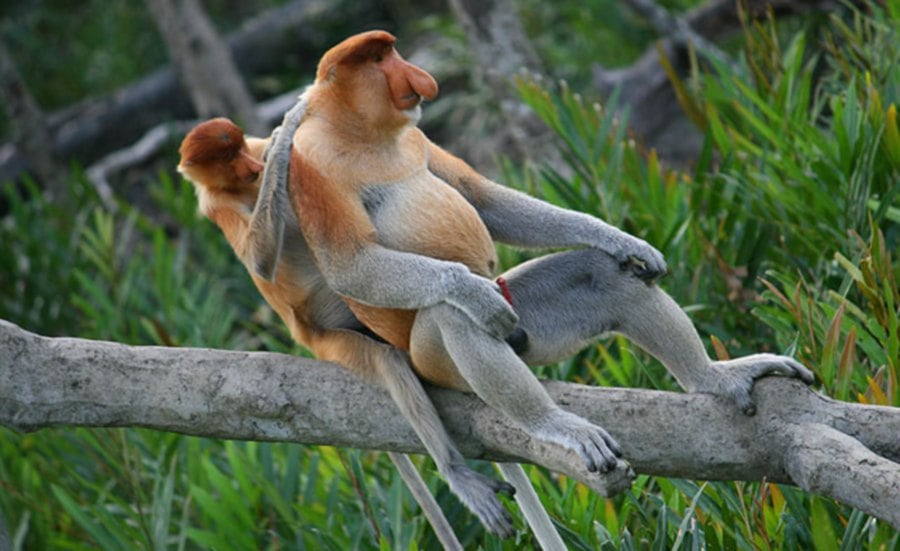 Easily recognisable by its large nose, the proboscis monkey is endemic to Borneo. These monkeys are excellent swimmers, a unique trait among primates, and are often found in mangrove forests and coastal areas. - File pic credit (MySabah.com)