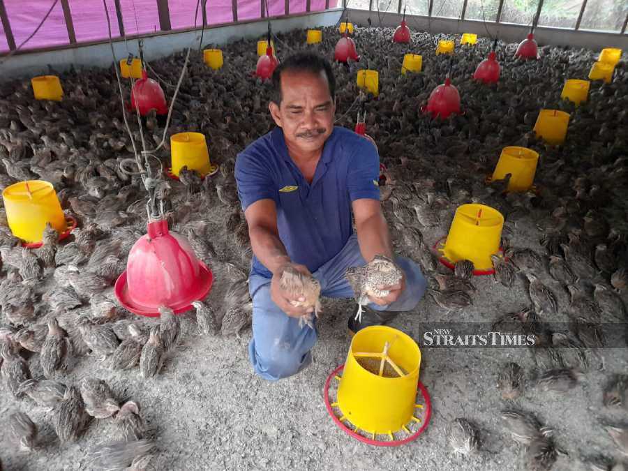 Quail farmer, Rosnizam Md Noor, 46 had to double his efforts to produce 12,000 quails a month following soaring chicken prices over the past four months.- NSTP/Hassan Omar