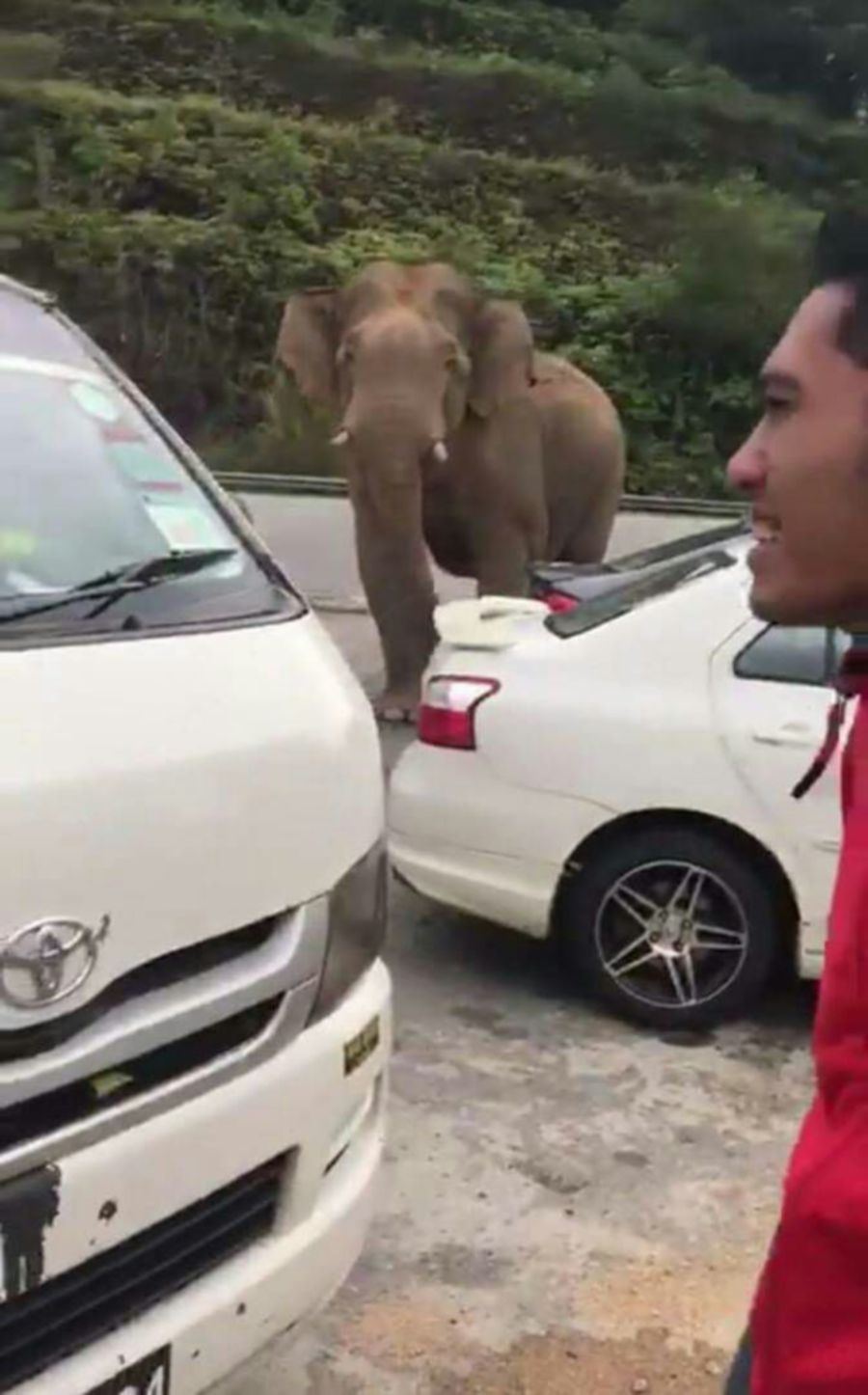 Travellers who stopped at the R&R near Puncak Titiwangsa, Gerik, were terrified when an elephant appeared at the rest and relax area before destroying fences in the compound. (pix by NSTP/courtesy of NST readers)