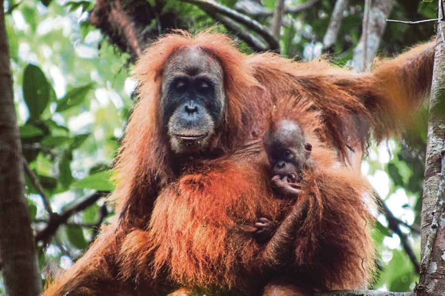 Time running  out for Tapanuli Orangutan  New Straits 