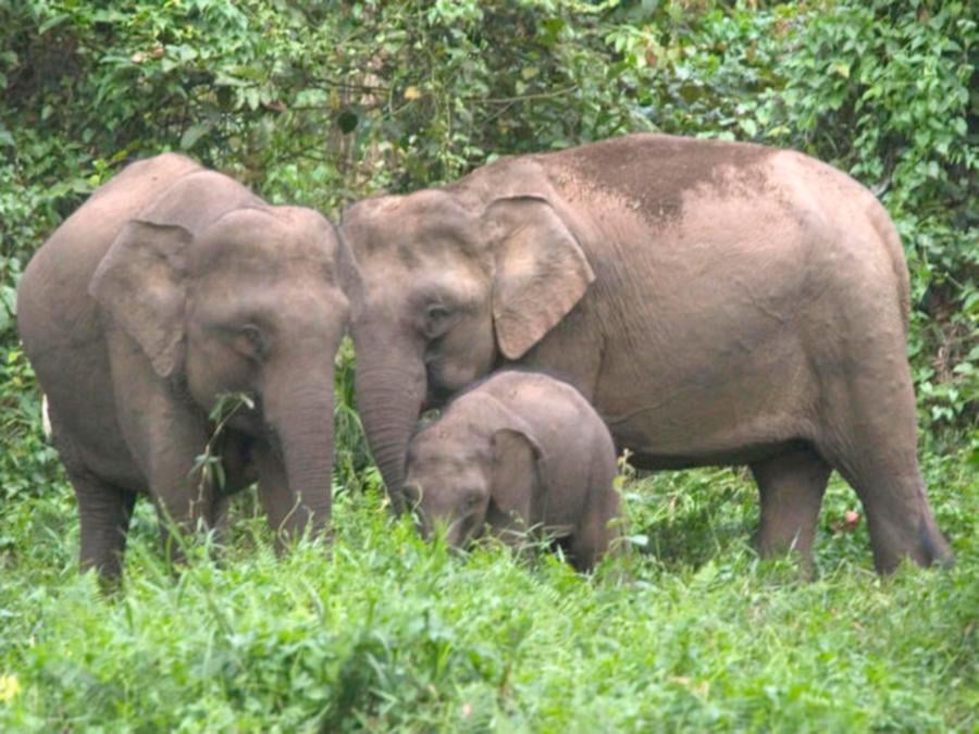 The Borneo Pygmy Elephant can be found in the Lower Kinabatangan, Central Sabah, and Tabin Ranges. - File pic credit (World Wildlife Fund)
