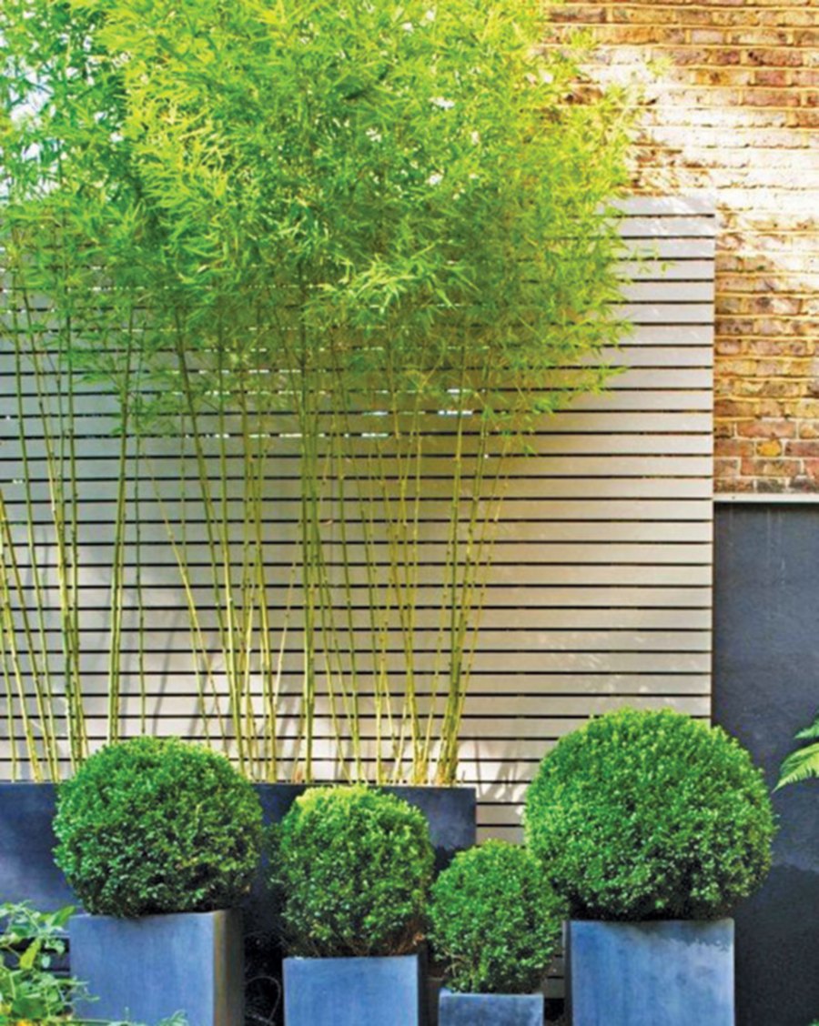 Bamboo plants lend an air of softness to manmade setting.