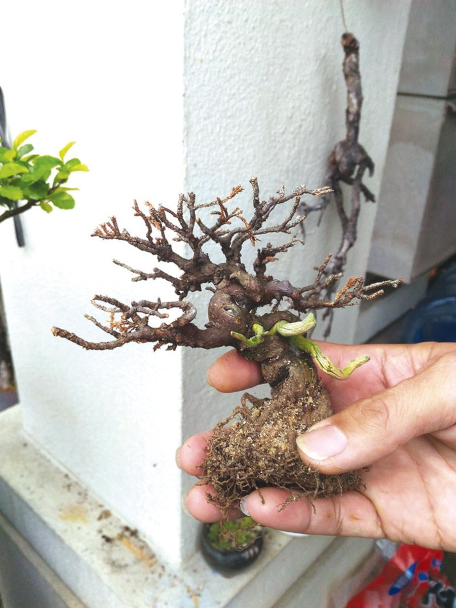 A bonsai plant that didn’t quite make it but is still kept as a decorative piece.