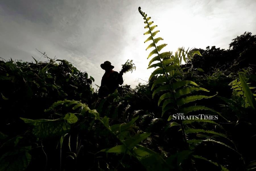 We need to take measures to collect and preserve flora and fauna. - NSTP file pic