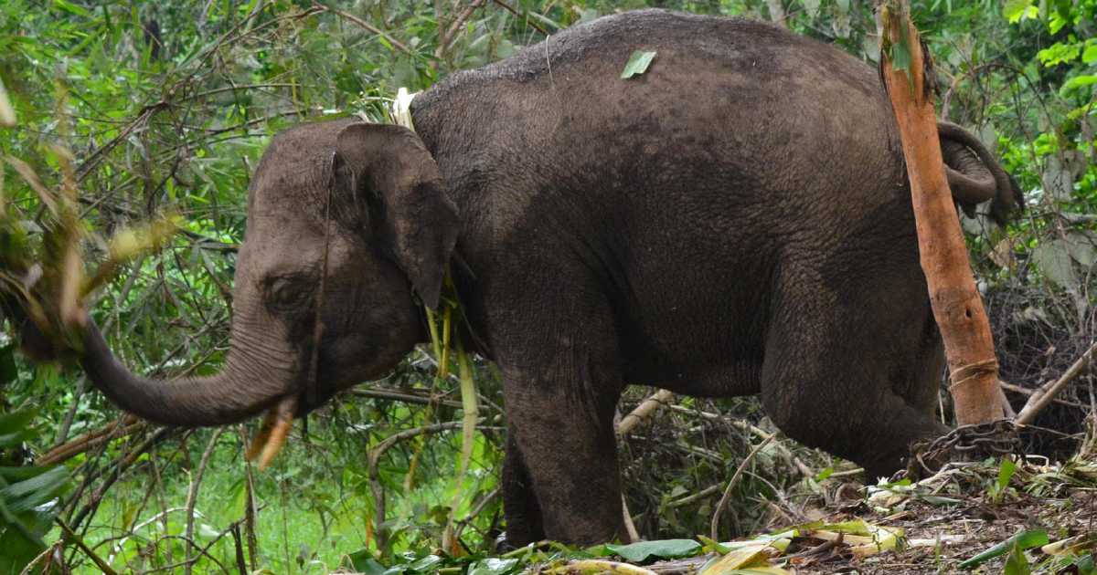 Perhilitan Catches Wild Elephant In Gerik 