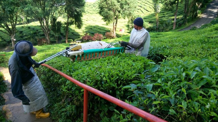 Observing workers with their machines at Bharat Tea Plantation. Pix by Laveda Charles