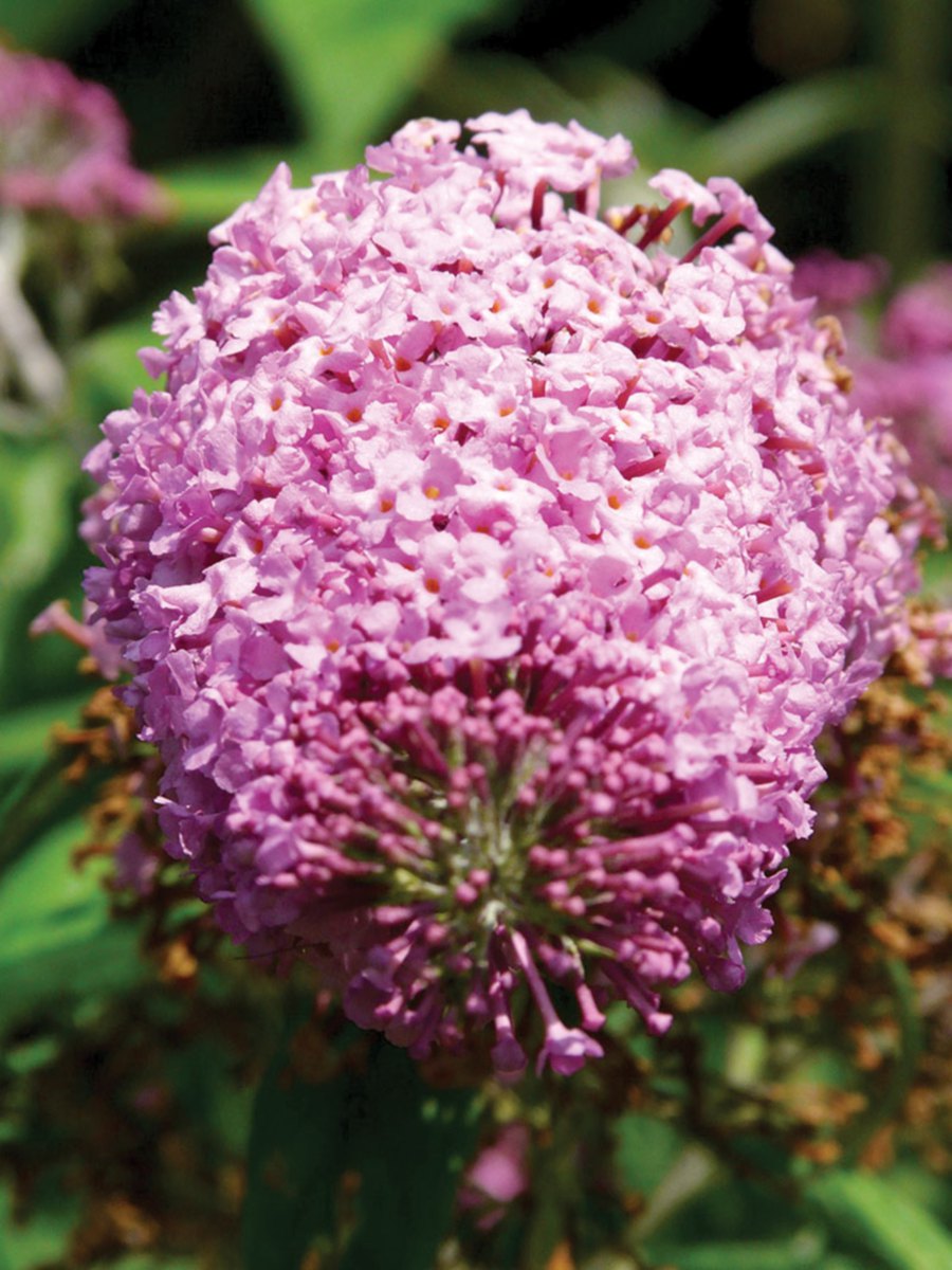  Lilacs in summer time.