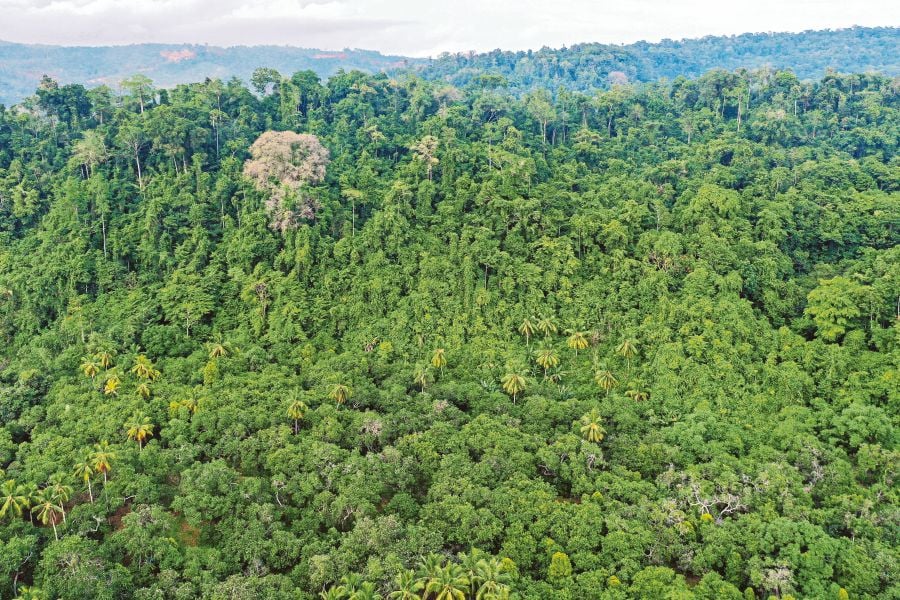 This aerial picture taken on February 7, 2023 shows a general view of a forest area in the village of Roko-Roko on Wawonii island in southeast Sulawesi. - AFP PIC