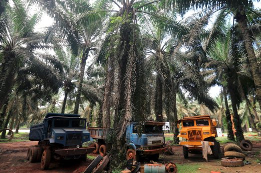 1,000 former addicts to work at Felda, FGV plantations ...