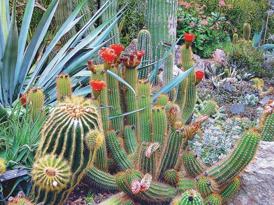  In the wild, cacti and succulents are the most drought-tolerant plants.