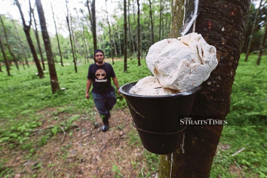 A rubber tapper heading over to collect cup lump rubber at a plantation in Kota Baru, Kelantan, earlier this year. - NSTP/NIK ABDULLAH NIK OMAR
