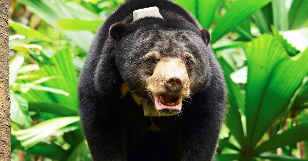 malayan sun bear