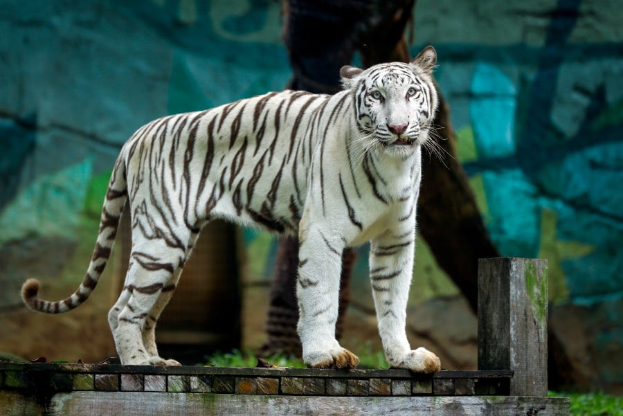 The Malacca Zoo has denied that its white Bengal tiger, Elsa, which was placed at its care and exhibit area was not properly cared for. BERNAMA PIC