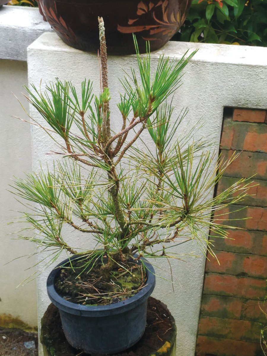 A pine bonsai tree.