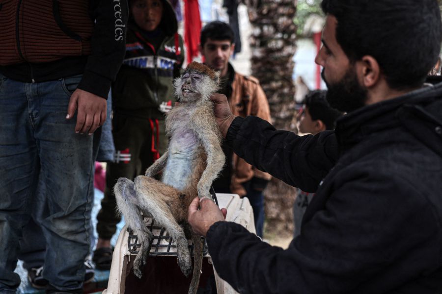 A worker displays a monkey that died from starvation at the zoo in Rafah in the southern Gaza Strip, on January 2, 2024. - AFP pic